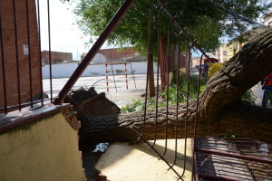 Caida de arbol por granizada en Manzanares, 310715
